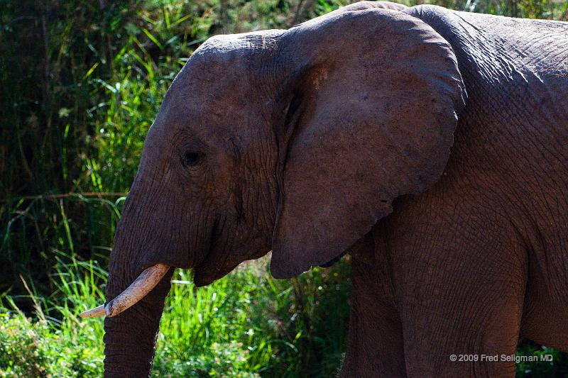 20090604_120439 D300 X1.jpg - Elephants